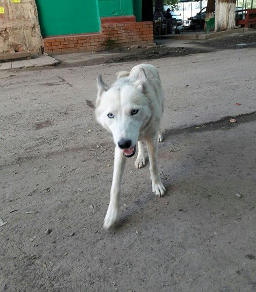 В Астрахани догхантеры жестоко расправились с уличными собаками