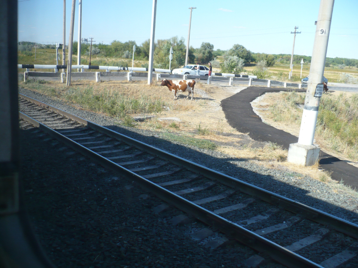 Коровы мешают движению поездов в Астраханской области