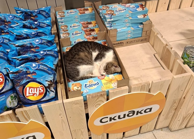 Одиссея Джеки: драматическая история со счастливым концом произошла с котом из Астрахани 