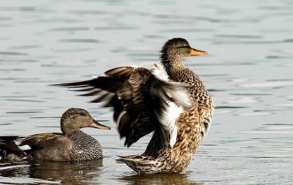 Через три дня заканчивается охота на водоплавающую и полевую дичь в Астраханской области