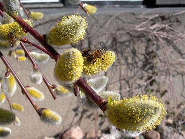 Астраханская погода в апреле