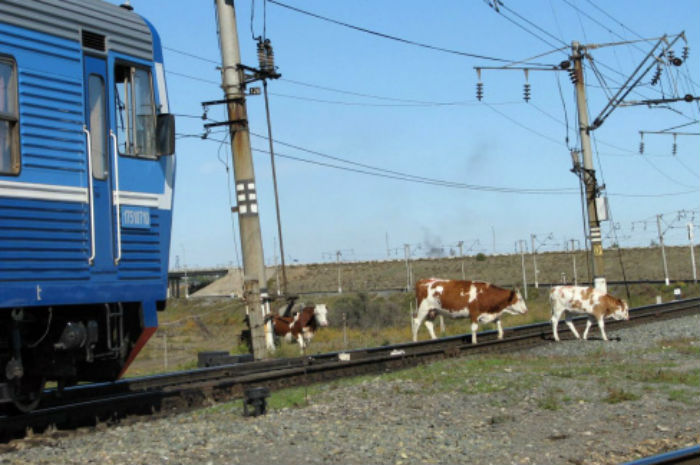 В Астраханской области нашли «крайних» в дорожных происшествиях с бесхозными коровами