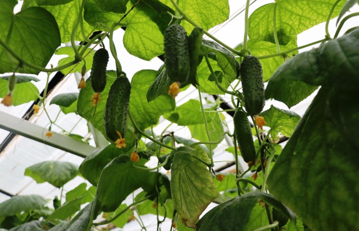 В астраханской ИК-6 начался сбор тепличных огурцов