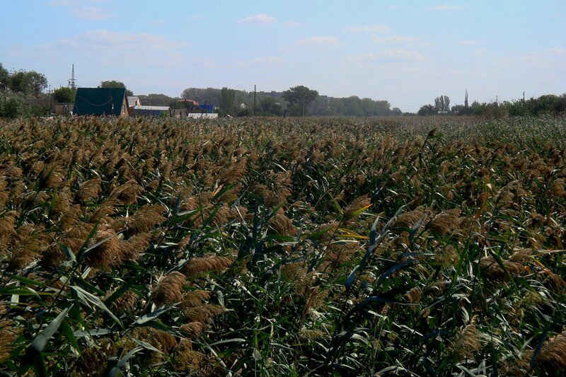 Ерик Казачий в Астрахани предлагают ликвидировать