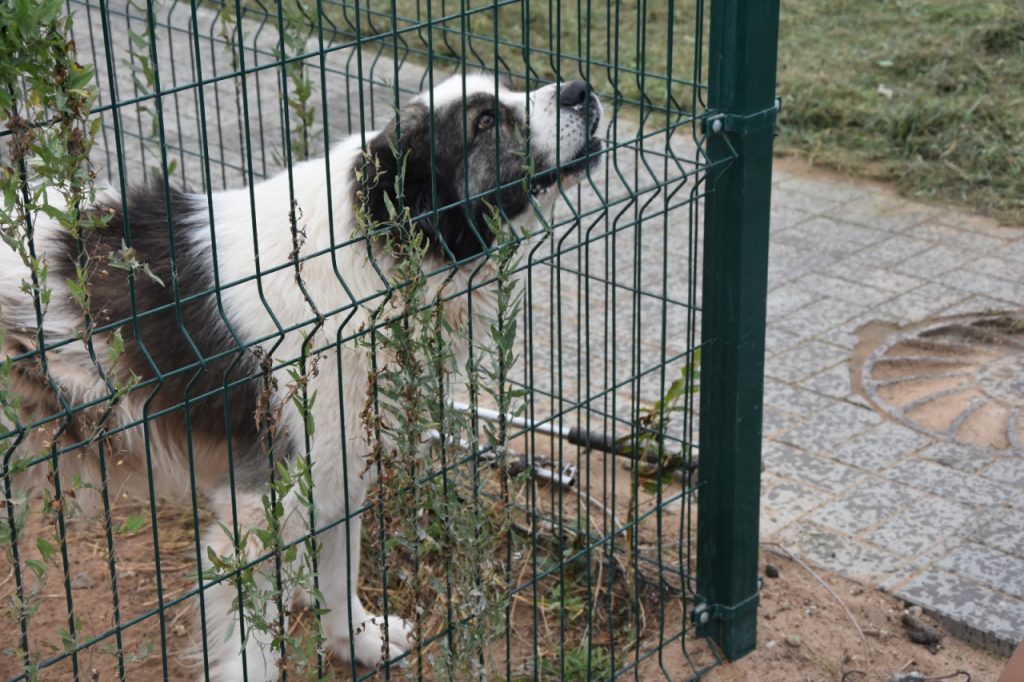 Астраханскому приюту для бездомных собак подарили автомобиль
