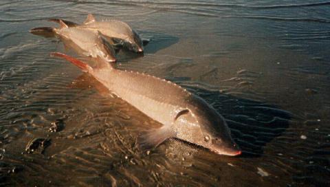 Астраханская полиция обнаружила на берегу реки «забытые» 77 килограмм осетра