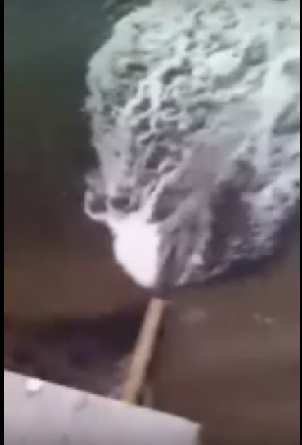 Экоцид на Волге, который запечатлел астраханец, не подтвердился