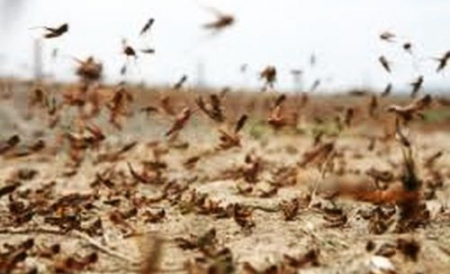 В Астраханской области началось нашествие саранчи