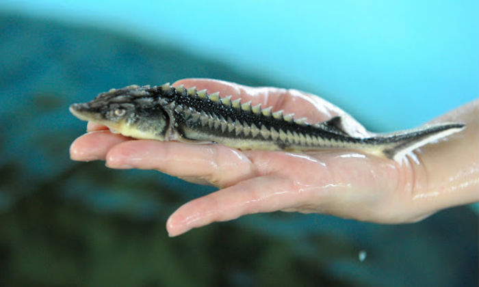 Астраханца приговорили к исправительным работам из-за ловли рыбы