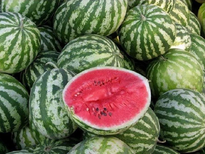 Бахчевые страсти: наш регион объявили «центром Российского арбуза», а Соль-Илецк остается «столицей»
