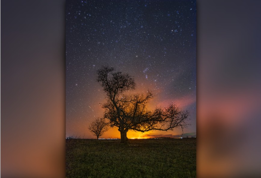Неизвестные срубили в Астраханской области знаковое дерево