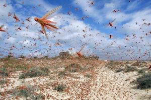 Саранча добралась до Енотаевского района