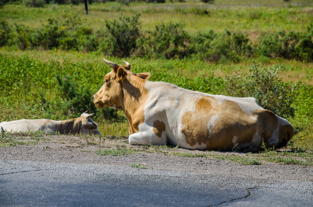 Игорь Мартынов: новый закон должен исключить неконтролируемый выгул сельхозживотных