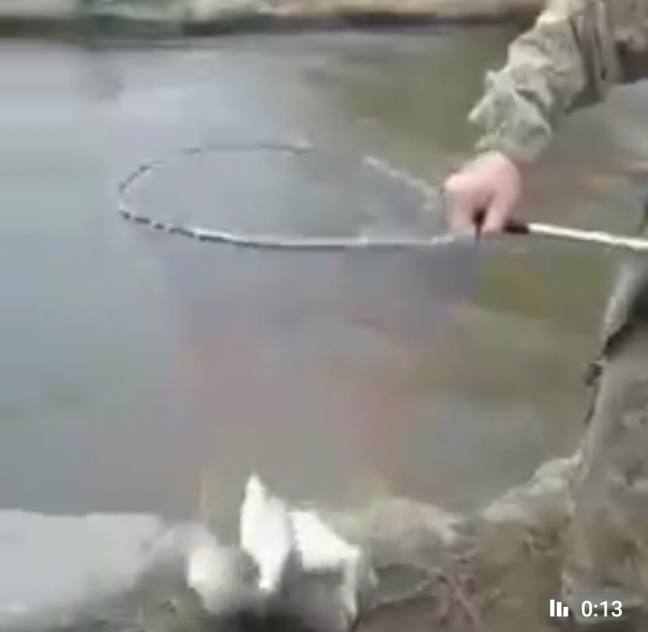В Астрахани на видео попали кадры молниеносной ловли рыбы
