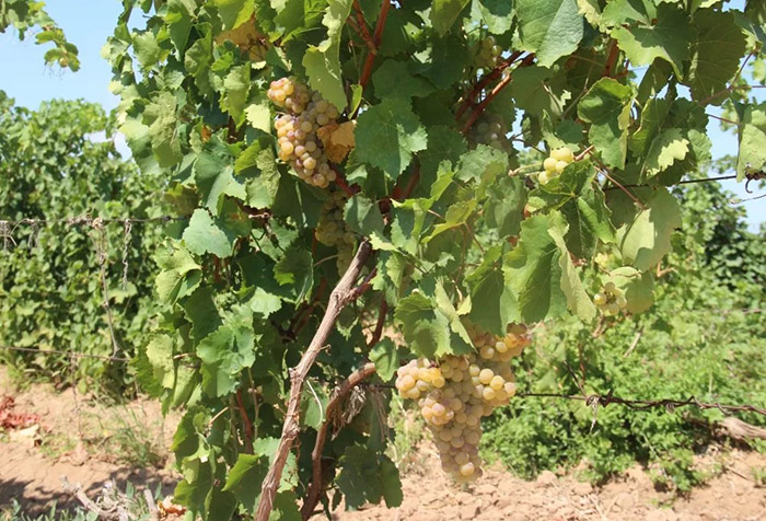 В Астраханской области возрождают виноградарство 