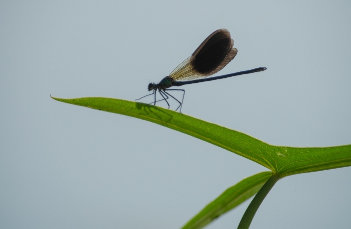 Стрекоза: легкомысленная попрыгунья или грозный хищник?