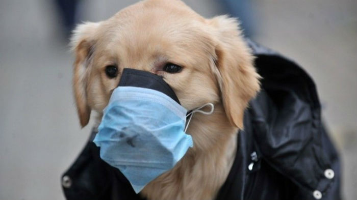 В астраханском приюте для бездомных животных выявлена чума