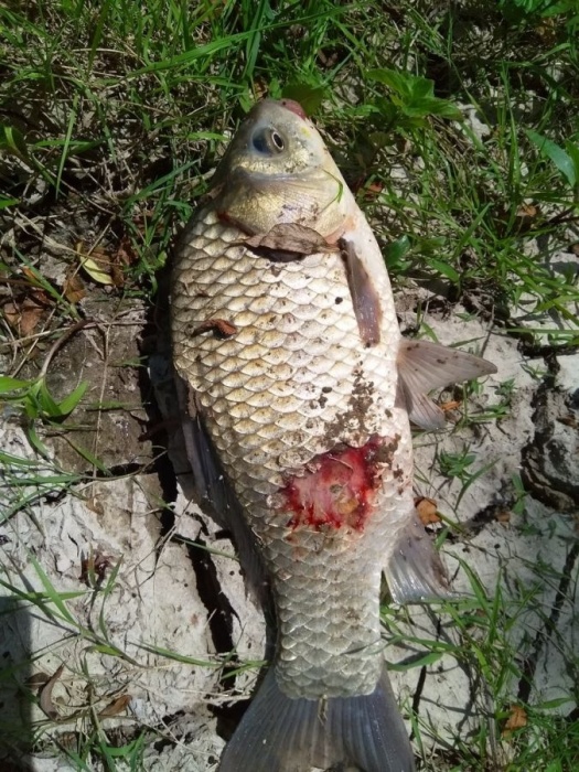 Это уже слишком. Астраханец поймал рыбу, которую страшно брать даже в руки