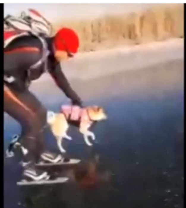 В Астрахани собака, катающаяся на льду, попала на видео