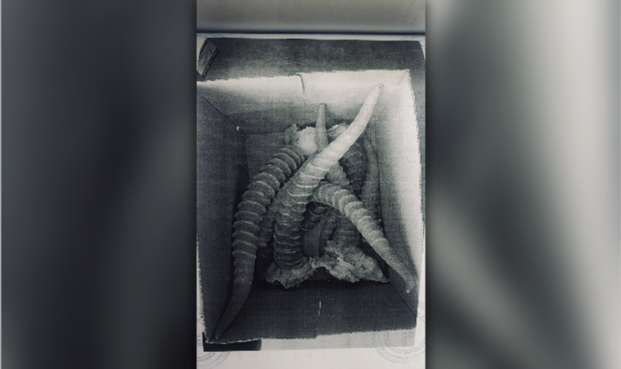 Астраханца приговорили к уголовному наказанию за рога редчайшего животного