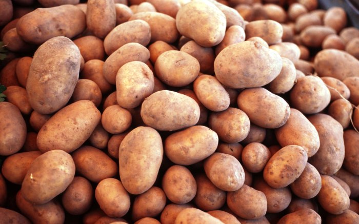 В Астраханской области эксперимент с белорусским картофелем пройдет в Приволжском районе
