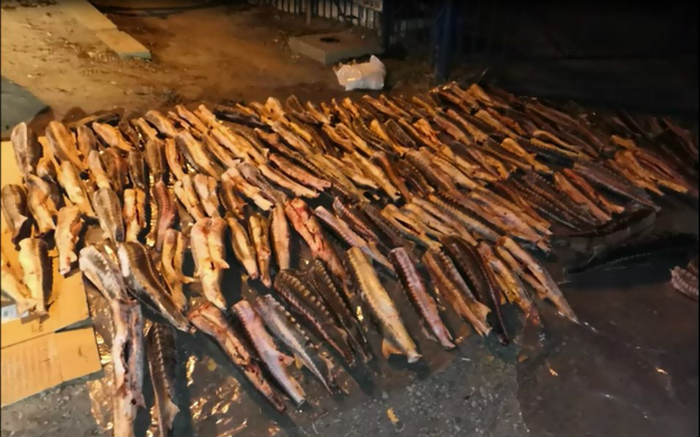 В Астрахани задержали дагестанца с почти тонной осетров