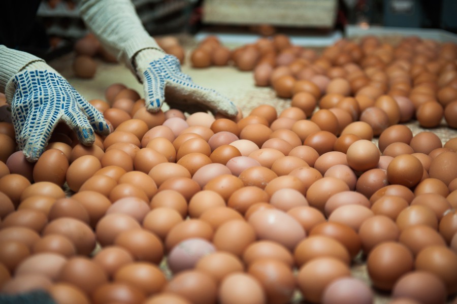 Щедрый инвестор купил 60 т корма для гибнущих на астраханской птицефабрике кур