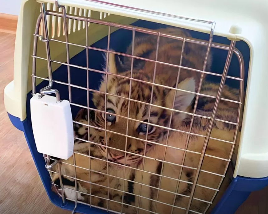 Стала известна судьба львят и тигрят, спасённых в Астрахани