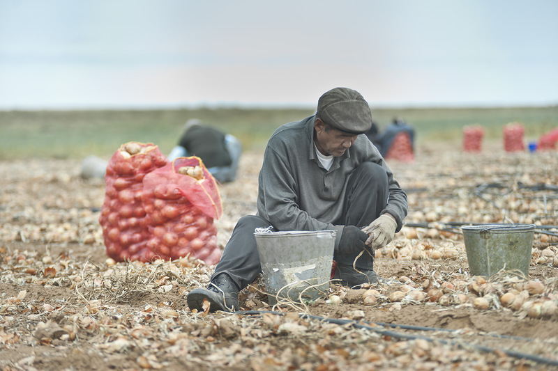 Астраханские фермеры произвели и продали больше 1 миллиона тонн овощей