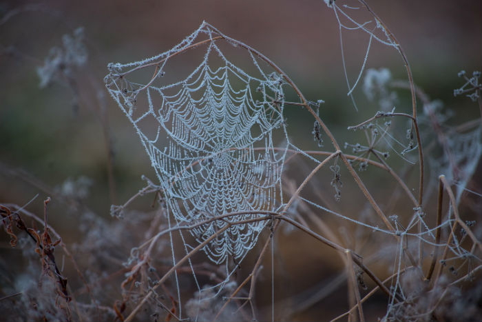 Записки астраханского натуралиста. Осень, природа увядает – и улетает