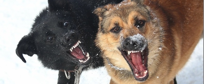 Бродячие псы держали в страхе жителей четырех улиц Астрахани