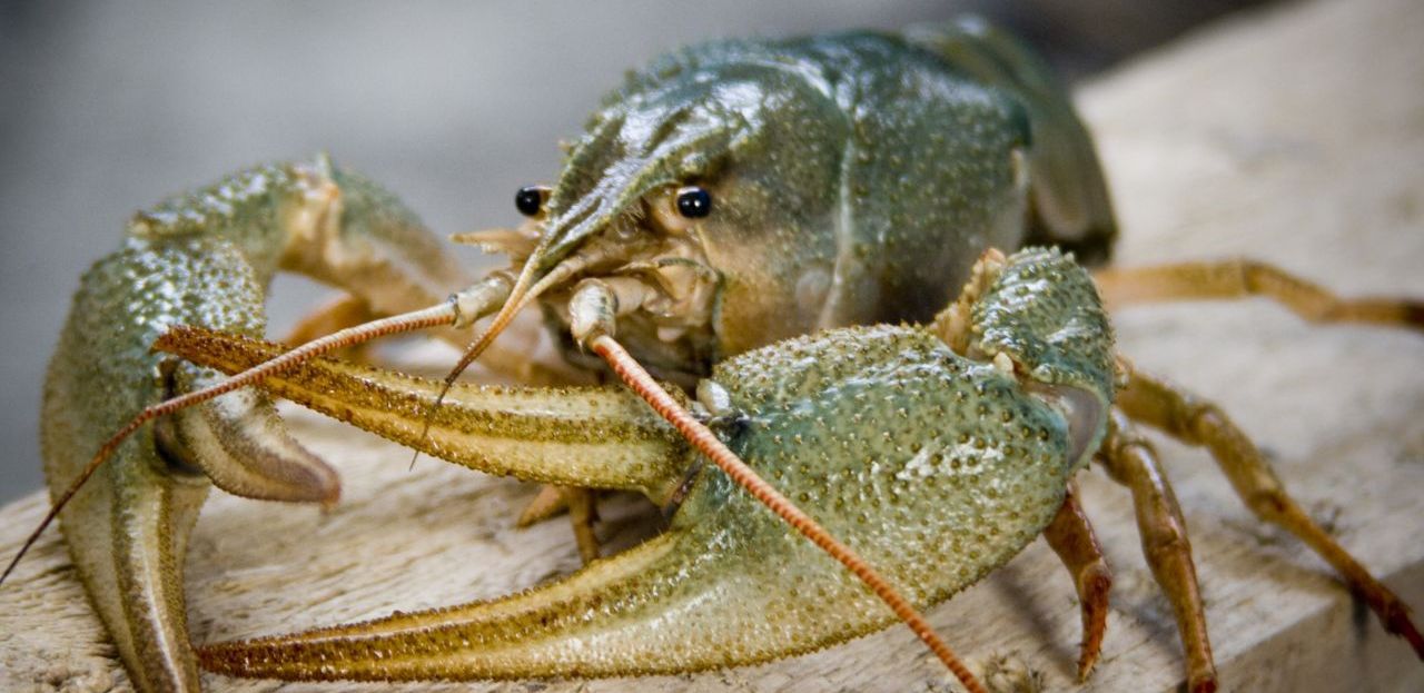 Клешни правосудия больно ущипнули астраханца за добычу раков 