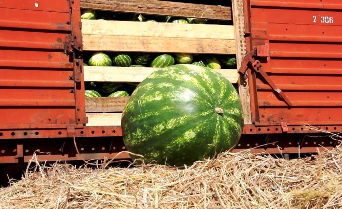 Более 70% вывозимых за пределы Астраханской области овощей отгружают в столицах