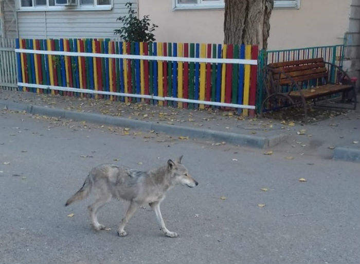 Волк на Солянке: астраханцы гадают, что за неведомый зверь поселился в городском поселке 