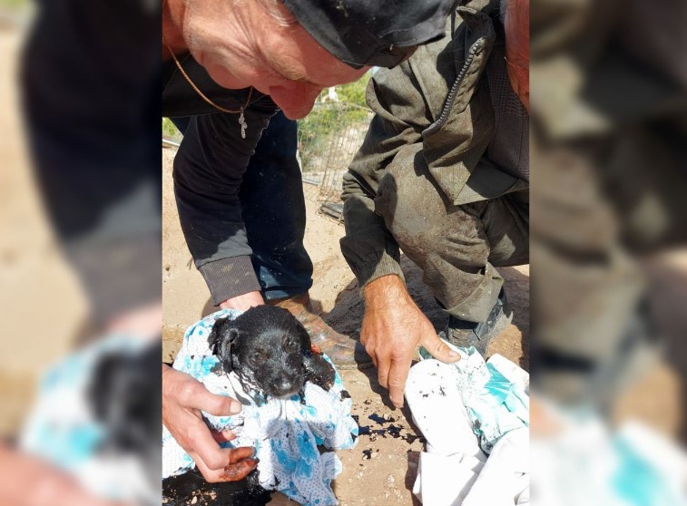 В Астрахани спасли скулящего щеночка, упавшего в резервуар с мазутом: видео
