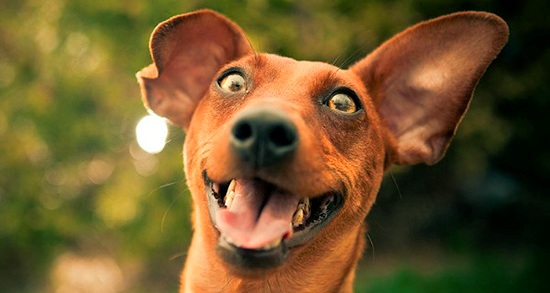 В Астрахани появилась горячая линия помощи животным