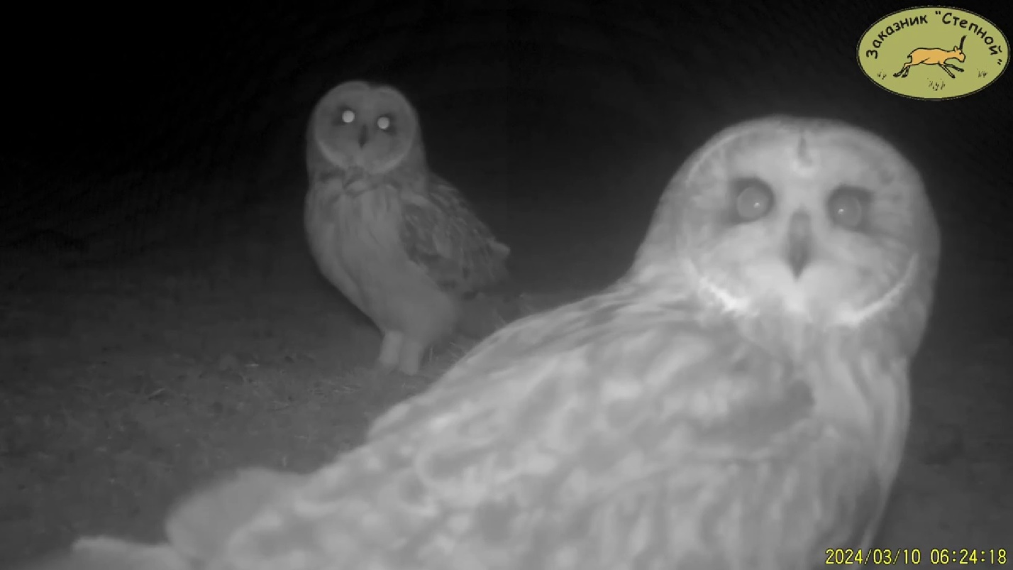 Сотрудники астраханского заказника поделились кадрами ночной охоты сов