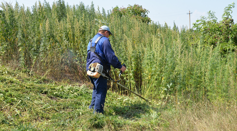Астрахань очищают от опасных растений