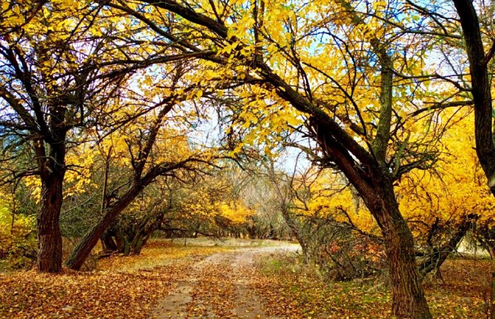 Сегодня завершился пожароопасный сезон в астраханских лесах 