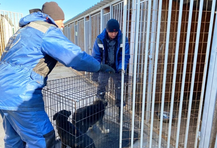 Администрация Астрахани готова выделить на отлов бродячих собак почти 70 млн рублей