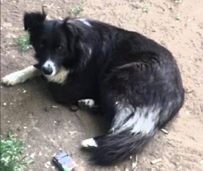 В Астрахани бездомная собака спасла девочку, которую уносило течением