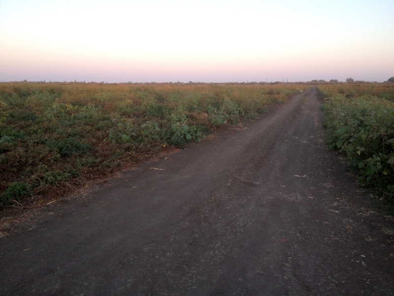 Астраханец погиб в поле под колесами «Газели»