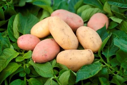 Немцам предложили поставлять в Астраханскую область семенной картофель