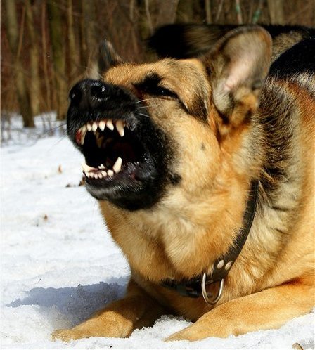 В Астрахани немецкая овчарка загрызла насмерть 4-летнюю девочку