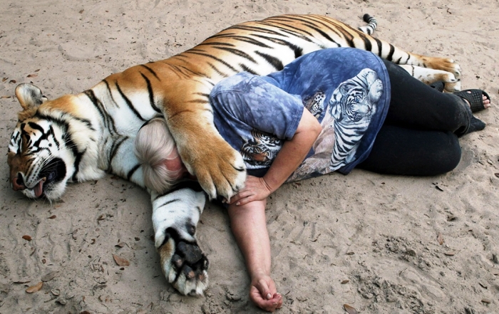 Почти половина опрошенных астраханцев не определилась, каким был уходящий год Тигра
