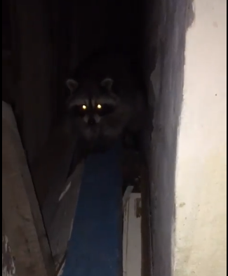 В Астрахани засняли наглого, но милого енота: видео