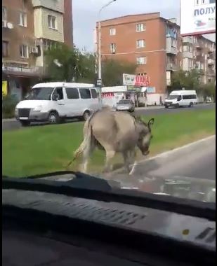 В Астрахани по улице гулял одинокий ослик