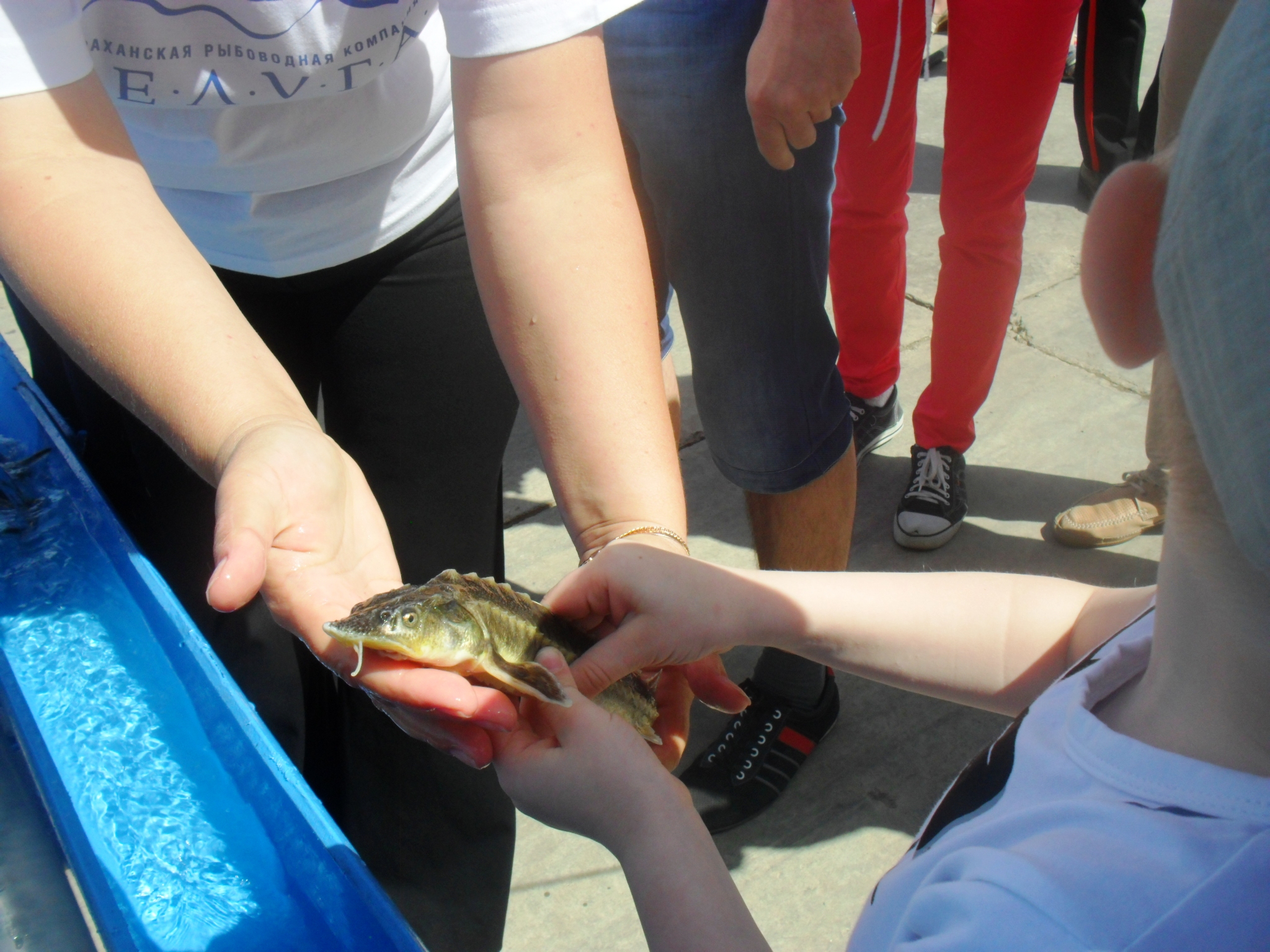 Юные астраханцы в День защиты детей выпустили в Волгу осетрят