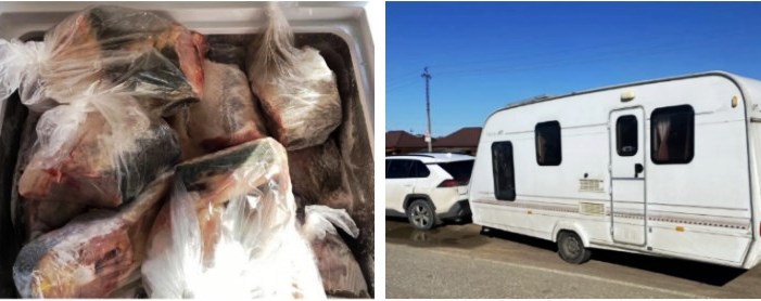 Под Астраханью задержали ставропольца, везшего в трейлере части осетровых рыб