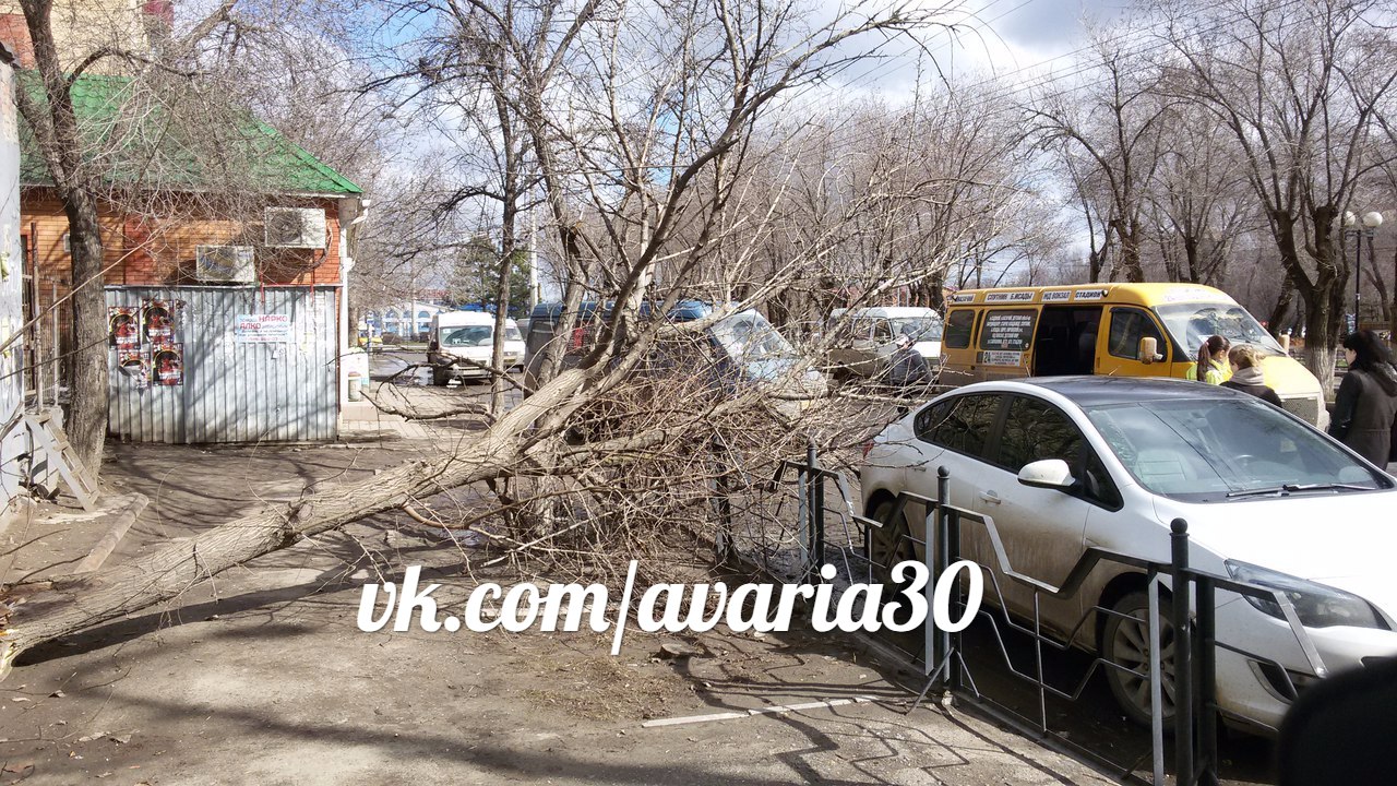В Астрахани из-за ветра падают большие сухие ветки: будьте осторожны